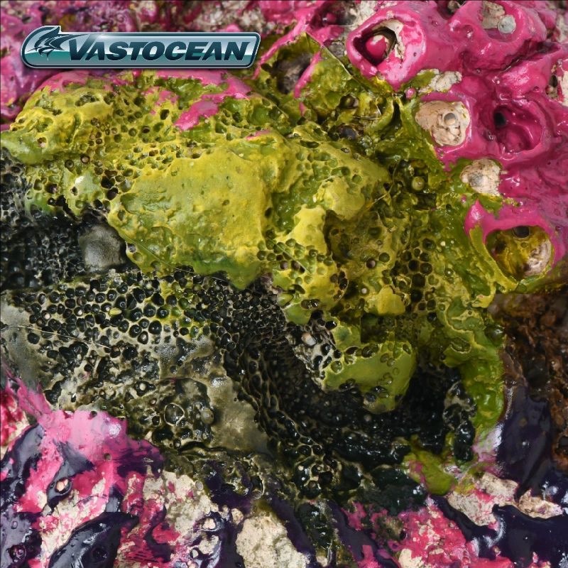 Gua Akuarium Air Asin VASTOCEA - Marine Aquarium Hermit Crab ulasan dan harga