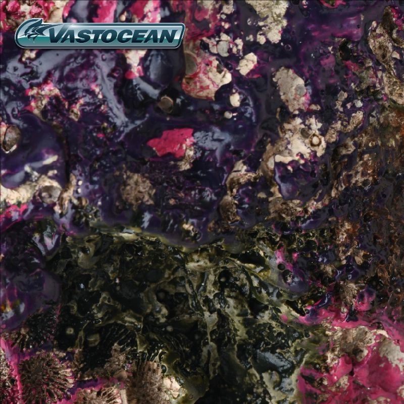 Gua Akuarium Air Asin VASTOCEA - Marine Aquarium Hermit Crab ulasan dan harga