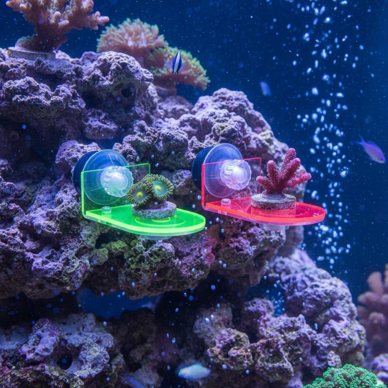 1 Buah Rak Penyangga Frag Cora - Coral Frag Plug ulasan dan harga