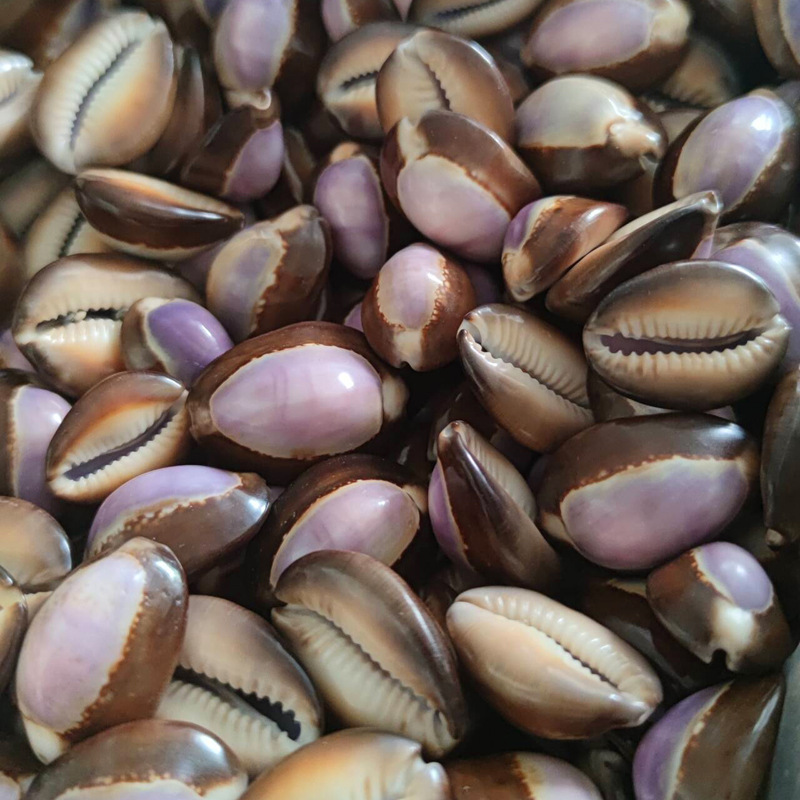 Cangkang Cypraea carneola Alam - Marine Aquarium Hermit Crab ulasan dan harga