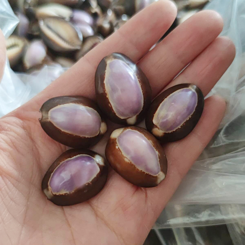 Cangkang Cypraea carneola Alam - Marine Aquarium Hermit Crab ulasan dan harga