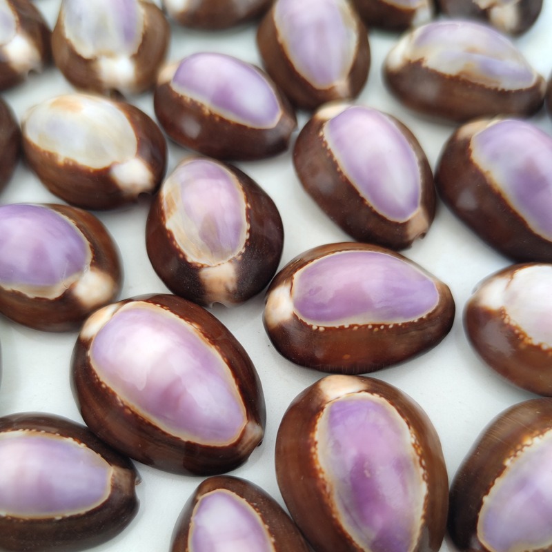 Cangkang Cypraea carneola Alam - Marine Aquarium Hermit Crab ulasan dan harga